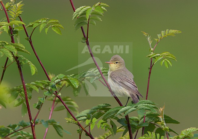Spotvogel zingend vanuit een struik; Icterine Warbler singing from bush stock-image by Agami/Ran Schols,