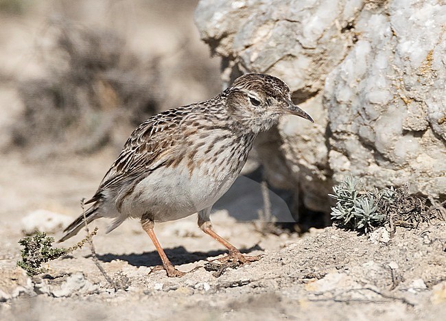 Dupont's Lark (Chersophilus duponti duponti) in Spanish steppes. stock-image by Agami/Marc Guyt,