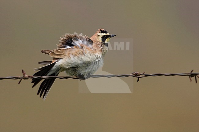 Strandleeuwerik zittend op prikeldraad; Horned Lark perched on a wire stock-image by Agami/Martijn Verdoes,