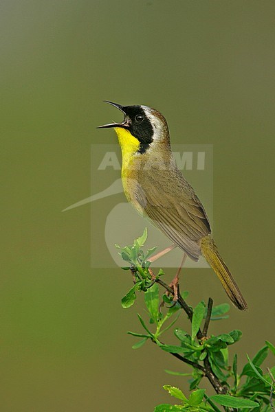 Adult male
Galveston Co., TX
April 2005 stock-image by Agami/Brian E Small,