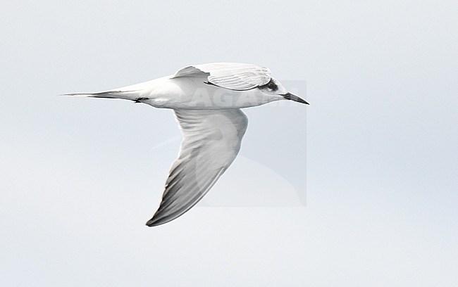 Subadult Siberian Common Tern (Sterna hirundo, probably subspecies longipennis) flying at sea off the Indonesia island Waigeo, West Papua. stock-image by Agami/Laurens Steijn,