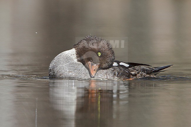 Barrow's Goldeneye (Bucephala islandica) swimming on a pond in the Okanagan Valley, BC, Canada. stock-image by Agami/Glenn Bartley,