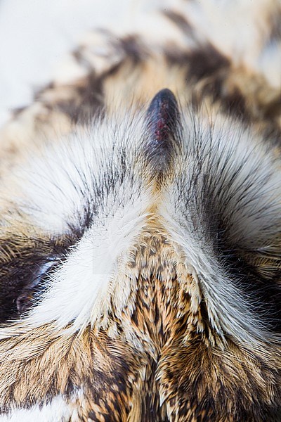 Short-eared Owl, Asio flameous roadkill dead lying on the road hit by a car. Detail of the head with focus in the bill seen from above. stock-image by Agami/Menno van Duijn,