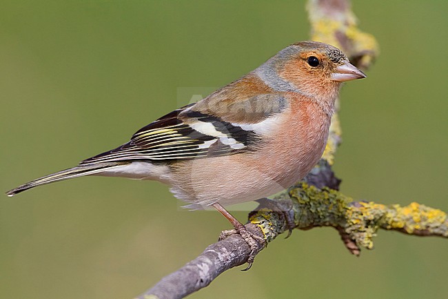 Common Chaffinch, Adult male standing on a branch, Campania, Italy (Fringilla coelebs) stock-image by Agami/Saverio Gatto,
