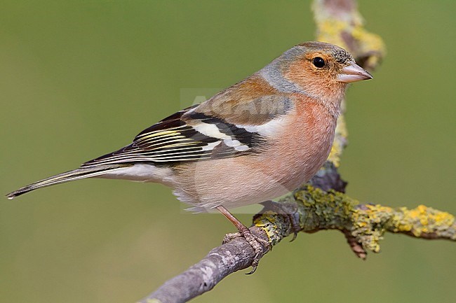 Common Chaffinch, Adult male standing on a branch, Campania, Italy (Fringilla coelebs) stock-image by Agami/Saverio Gatto,