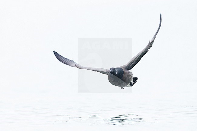  stock-image by Agami/Menno van Duijn,