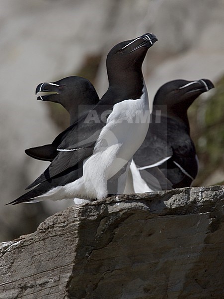Alken op rotskust; Razorbills perched in colony stock-image by Agami/Daniele Occhiato,