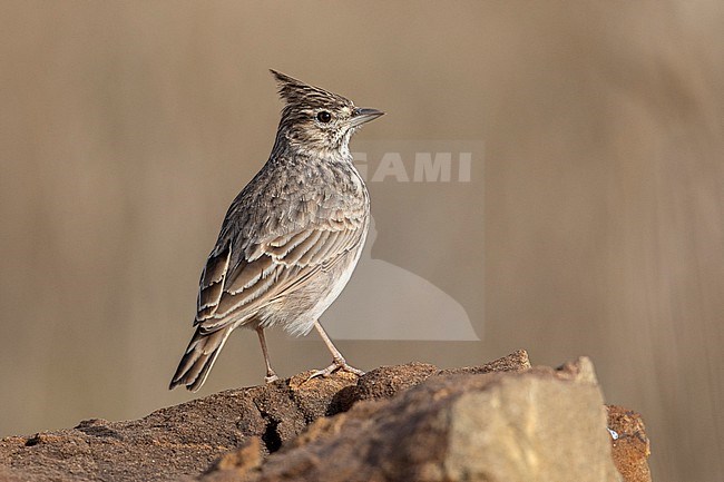 Thekla's Lark (Galerida theklae theklae) at Andalucía, Spain. Thekla's Lark can be difficult to differentiate from the more widespread Crested Lark, but this individual has all of the characteristics of Thekla's. stock-image by Agami/Tom Friedel,