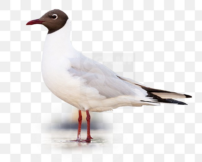 Adult  Common Black-headed Gull standing, seen from the side. stock-image by Agami/Marc Guyt,