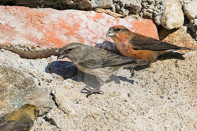 Common Crossbill - Fichtenkreuzschnabel - Loxia curvirostra ssp. curvirostra, Germany, eating minerals from a man-made stone wall stock-image by Agami/Ralph Martin,