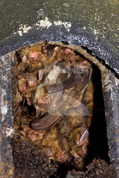 Grootoorvleermuizen in nestkast; Brown Long-eared Bats in nestbox stock-image by Agami/Theo Douma,