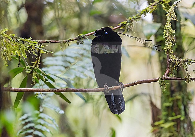 Male Western Parotia (Parotia sefilata) in West Papua, Indonesia. stock-image by Agami/Pete Morris,
