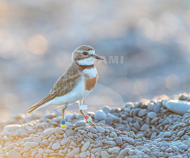 Adult male Double-banded plover (Charadrius bicinctus bicinctus) in New Zealand. Also known as the Banded Dotterel or Pohowera. stock-image by Agami/Marc Guyt,