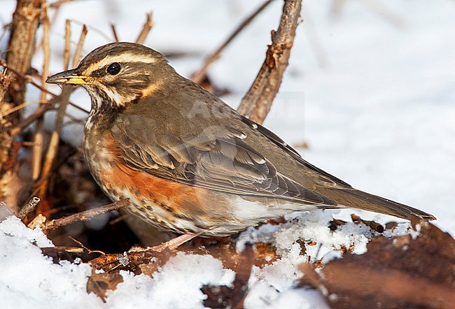 Wintering Redwing (Turdus iliacus) in the Netherlands. stock-image by Agami/Marc Guyt,