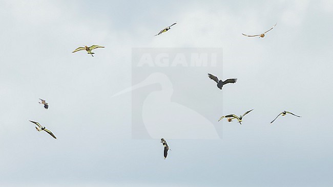 Carrion crow (Corvus corone) attacked by Black-tailed Godwits (Limosa limosa) and Northern lapwings (Vanellus vanellus) stock-image by Agami/Lennart Verheuvel,