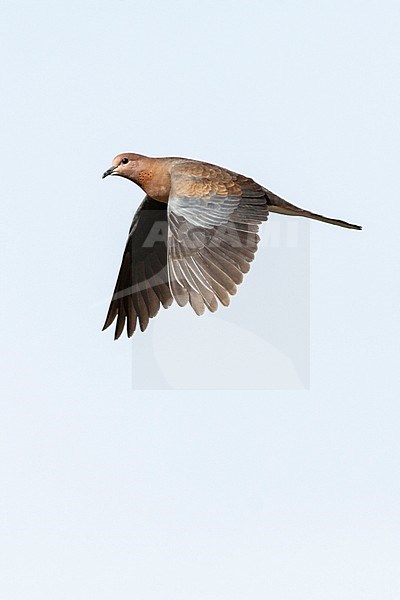 Laughing Dove (Streptopelia senegalensis) in Israel. stock-image by Agami/Marc Guyt,