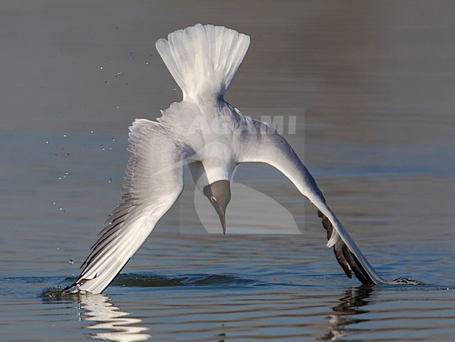 Gabbiano comune; Common Black-headed Gull; Croicocephalus ridibundus stock-image by Agami/Daniele Occhiato,