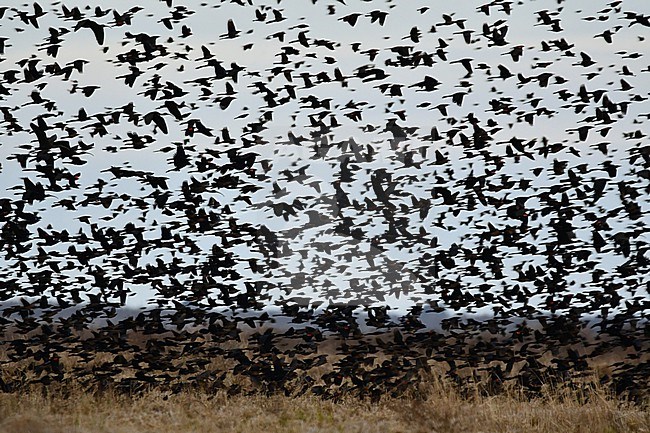 Mixed flock of Common Grackle, Brewer's Blackbird, Red-winged Blackbird, Yellow-headed Blackbird, Glossy Ibis, wintering in Texas, USA. stock-image by Agami/Eduard Sangster,