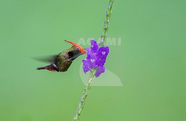 Rufous-crested Coquette (Lophornis delattrei) hovering in front of tropical flower in garden of Amazonia lodge, Manu national park, in the Amazon bassin of Peru. stock-image by Agami/Marc Guyt,