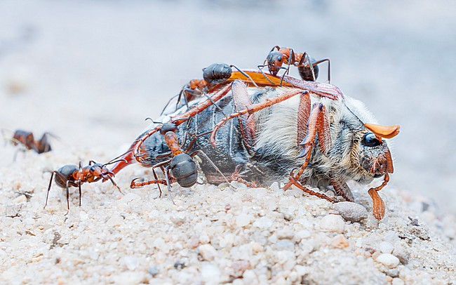 European red wood ants (Formica polyctena) with dead Common cockchafer (Melolontha melolontha) stock-image by Agami/Lennart Verheuvel,