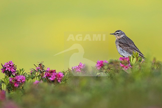 Adult Water Pipit (Anthus spinoletta spinoletta) in breeding plumage in alpine meadow in Alp mountains of Switzerland. stock-image by Agami/Ralph Martin,