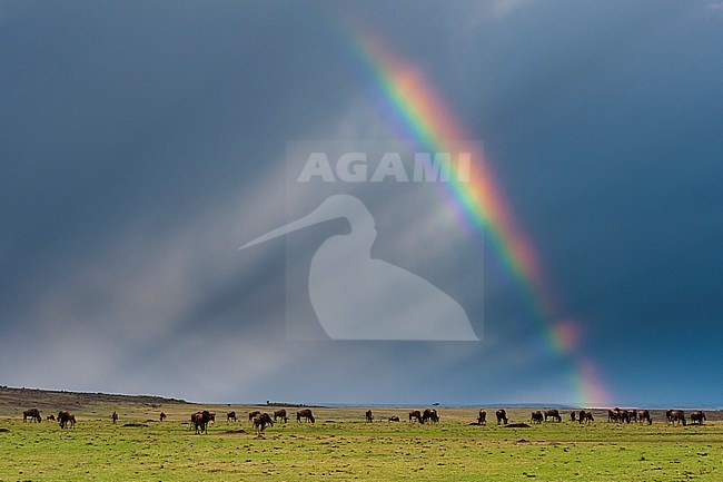 A herd of wildebeests, Connochaetes taurinus, grazing under a stormy sky with a rainbow. Masai Mara National Reserve, Kenya. stock-image by Agami/Sergio Pitamitz,