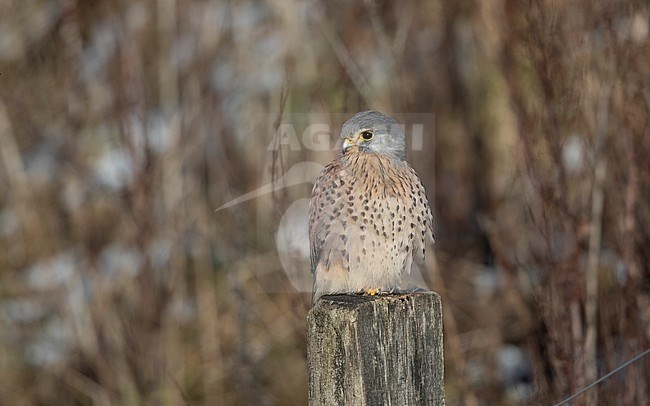 Common Kestrel (Falco tinnunculus tinnunculus) male sitting on fence post in winter setting at Roskilde, Denmark stock-image by Agami/Helge Sorensen,
