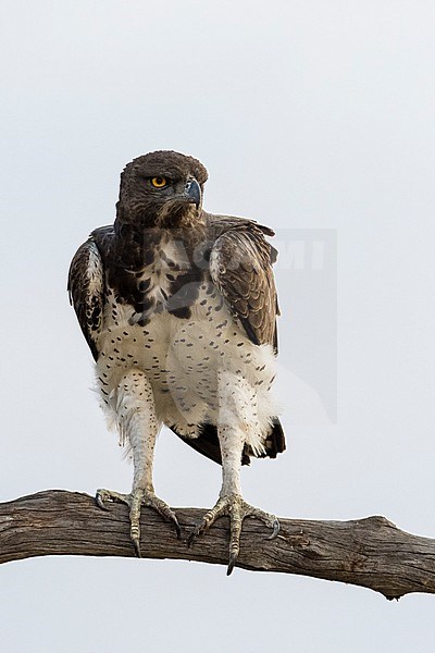 Martial eagle, Polemaetus bellicosus, perching on a tree branch. stock-image by Agami/Sergio Pitamitz,