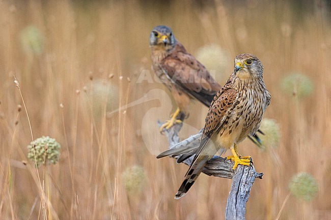 Pair of Common Kestrels (Falco tinnunculus) in Italy. Perched on a wooden pole in an agricultural field. Female in the foreground, male in the background. stock-image by Agami/Daniele Occhiato,