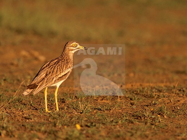 Griel, Eurasian Stone-curlew stock-image by Agami/Markus Varesvuo,