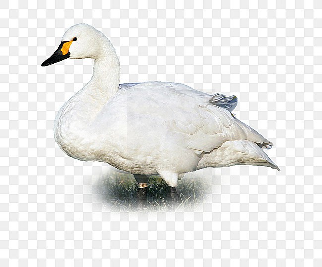 Kleine Zwaan, Bewick's Swan stock-image by Agami/Chris van Rijswijk,