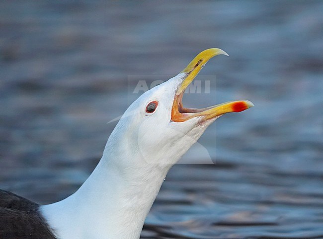 Grote Mantelmeeuw close-up; Greater Black-backed Gull close-up stock-image by Agami/Markus Varesvuo,
