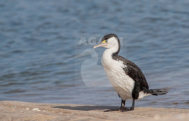 Adult Australian Pied Cormorant, Phalacrocorax varius varius) standing on the shore at the coast of Waipu Cove, North Island, New Zealand. Also known as Pied Shag. stock-image by Agami/Marc Guyt,