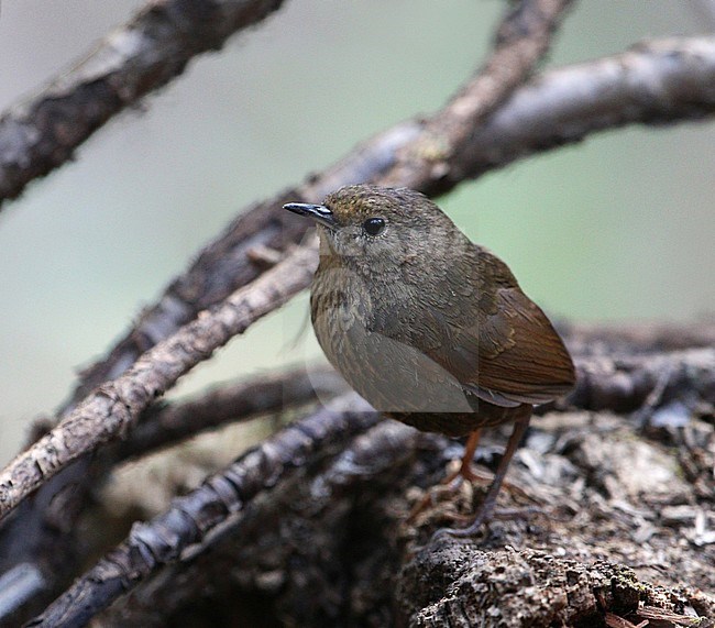 Nepal Cupwing (Pnoepyga immaculata) at Dhangatti, Uttarakhand, in India. Also known as Nepal wren-babbler or immaculate cupwing. stock-image by Agami/James Eaton,