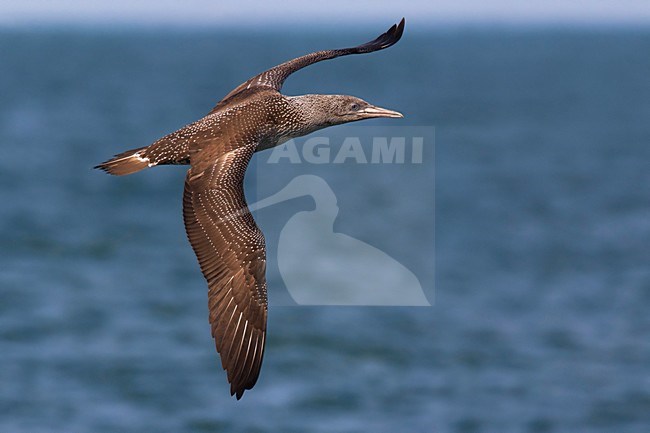 Jan-van-Gent; Northern Gannet; Sula bassana; Morus bassanus stock-image by Agami/Daniele Occhiato,