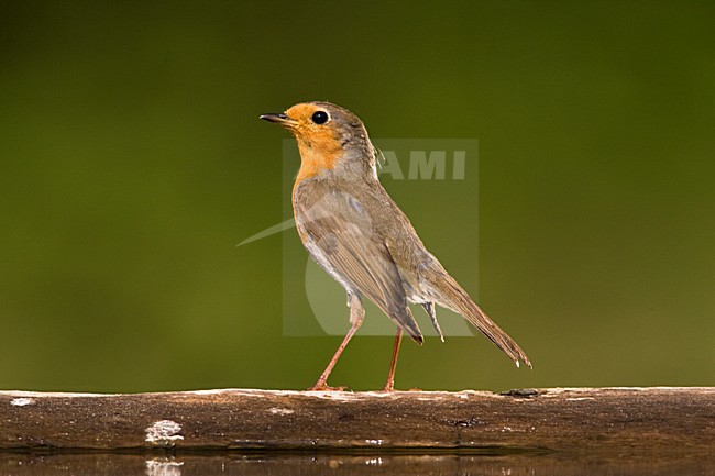 Roodborst zittend op in het water liggende een boomstam; European Robin perched on a log stock-image by Agami/Marc Guyt,