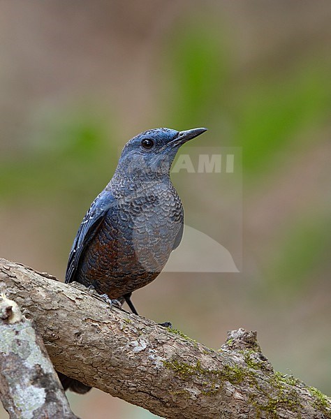 Blue Rock Thrush (Monticola solitarius philippensis) perched on a branch at Khao Yai National Park, Thailand stock-image by Agami/Helge Sorensen,