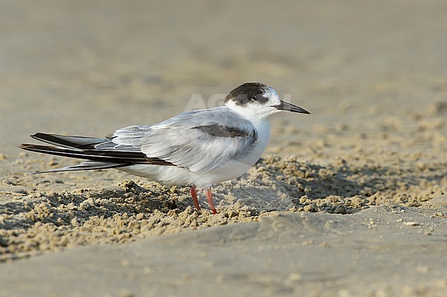 Adult Common Tern, Sterna hirundo) in nonbreeding plumage resting on a beach.
Galveston Co., Texas.
April 2016 stock-image by Agami/Brian E Small,