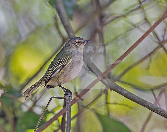 Mistletoe Tyrannulet (Zimmerius parvus) in Panama. stock-image by Agami/Pete Morris,