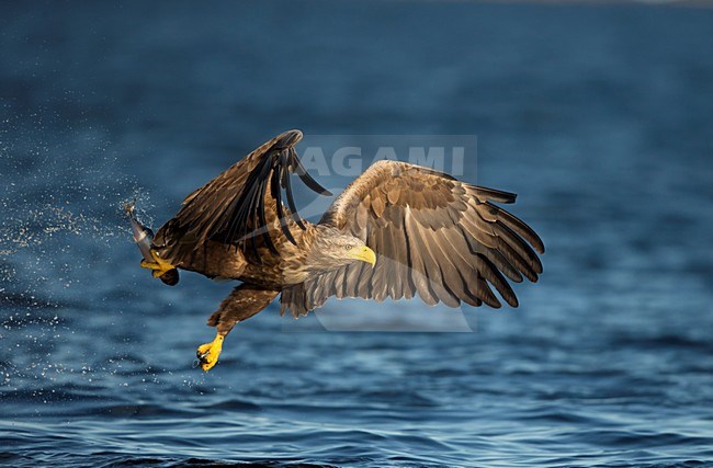 Zeearend met vis, White-tailed Eagle with fish stock-image by Agami/Danny Green,