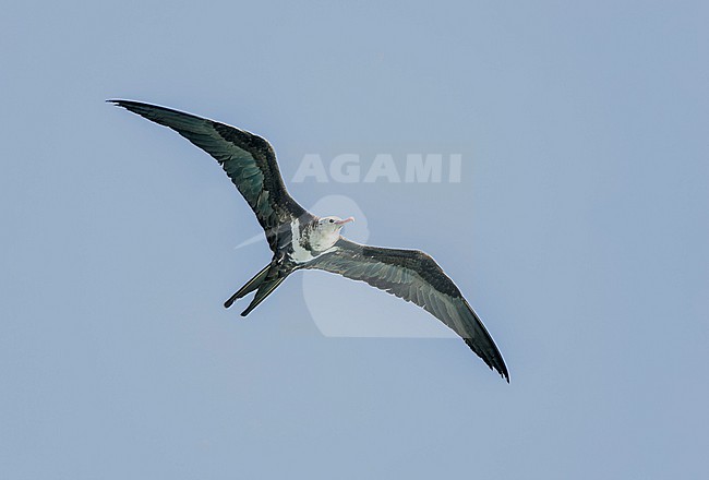 Juvenile / Immature Lesser Frigatebird (Fregata ariel) in flight over an atoll in the Amirante Islands in the Indian Ocean. stock-image by Agami/David Monticelli,