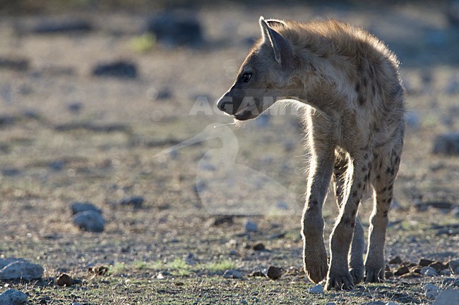 Gevlekte hyena Etosha NP Namibie, Spotted Hyena Etosha NP Namibia stock-image by Agami/Wil Leurs,