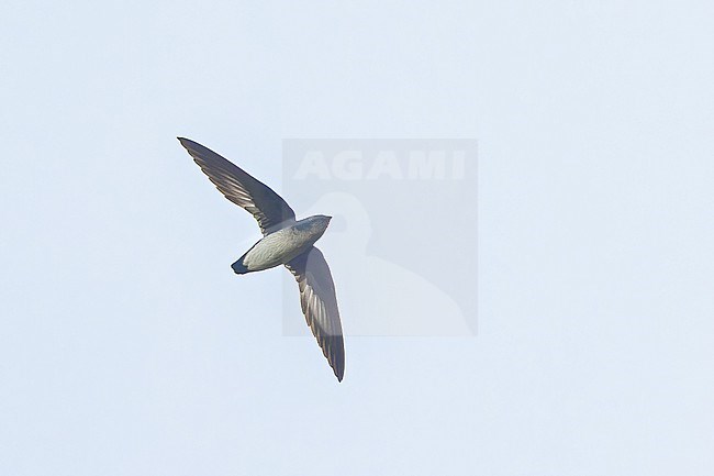 Papuan spinetail (Mearnsia novaeguineae) in flight  in Papua New Guinea. Also known as the Papuan needletail, New Guinea spine-tailed swift or Papuan spine-tailed swift. stock-image by Agami/Dubi Shapiro,