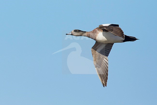 Adult male American Wigeon (Mareca americana) in flight over arctic tundra of Churchill, Manitoba, Canada. stock-image by Agami/Brian E Small,