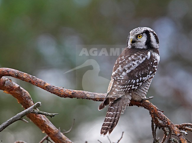 Northern Hawk Owl perched on branch; Sperweruil zittend op een tak stock-image by Agami/Markus Varesvuo,
