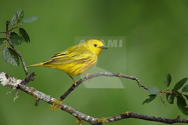 Adult male
Galveston Co., TX
April 2017 stock-image by Agami/Brian E Small,