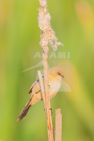 Juvenile Bearded Reedling (Panurus biarmicus) in reed bed on nature reserve Lentevreugd near Katwijk in the Netherlands. stock-image by Agami/Menno van Duijn,