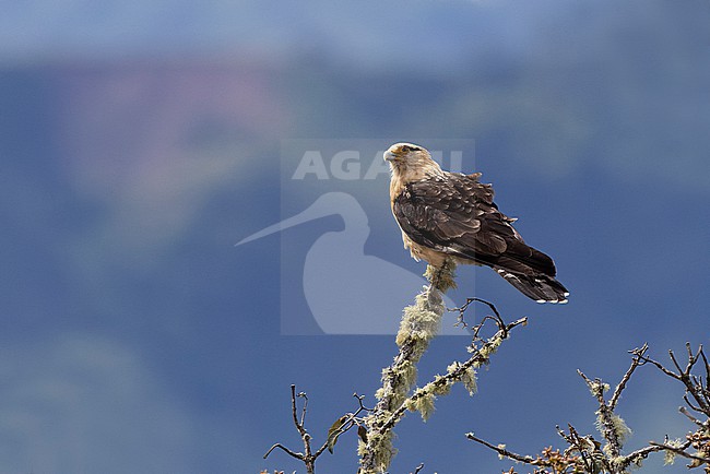 Yellow-headed Caracara (Daptrius chimachima). stock-image by Agami/David Monticelli,