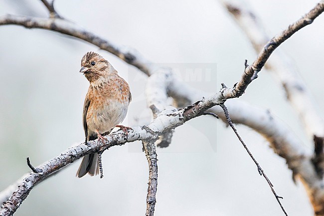 Adult female Pine Bunting (Emberiza leucocephalos leucocephalos) perched in a tree near lake Baikal in Russia. stock-image by Agami/Ralph Martin,