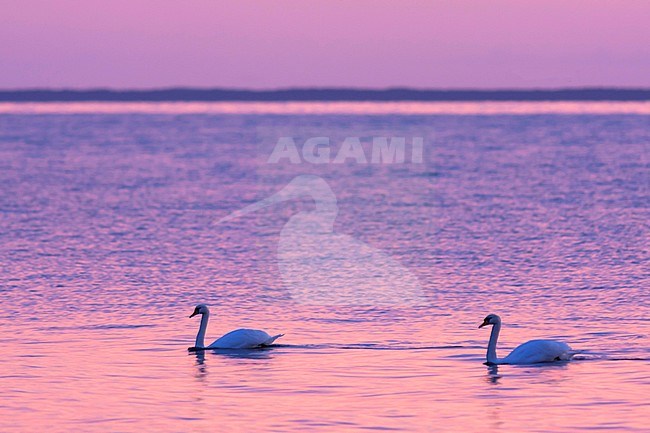 Mute Swan - Höckerschwan - Cygnus olor, Germany, adult stock-image by Agami/Ralph Martin,